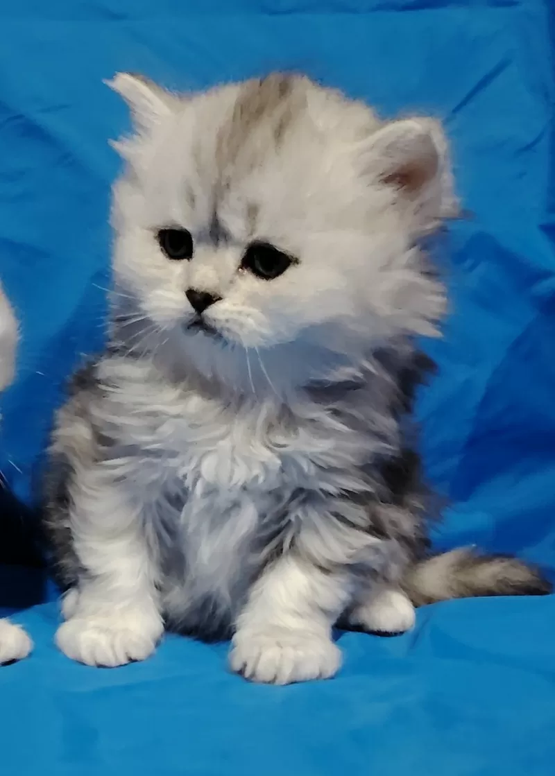 Шикарные котята, шотландские.