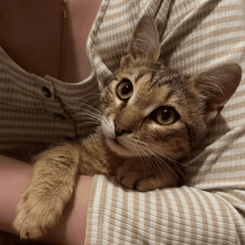 Другалёк бесплатно. Здоровый 1, 5 года. Любит обниматься 2