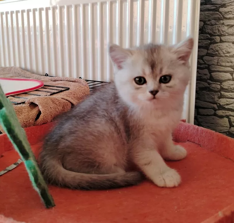 Очаровательные котята. 6