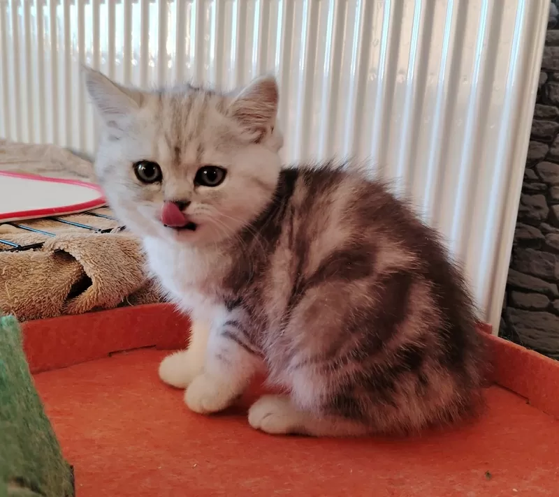 Очаровательные котята. 2