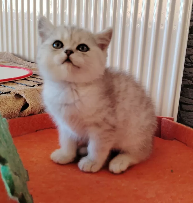 Очаровательные котята. 4