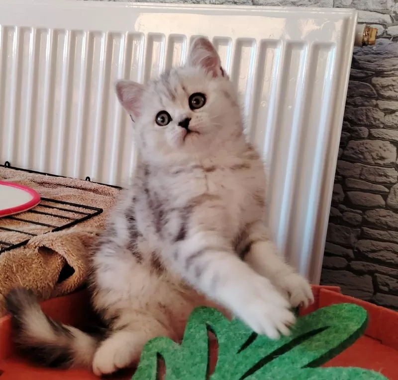 Очаровательные котята.