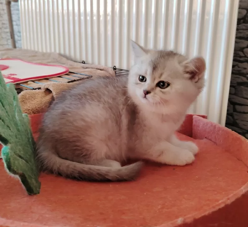 Очаровательные котята. 5