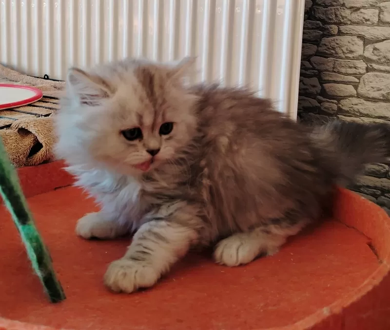 Очаровательные котята. 3