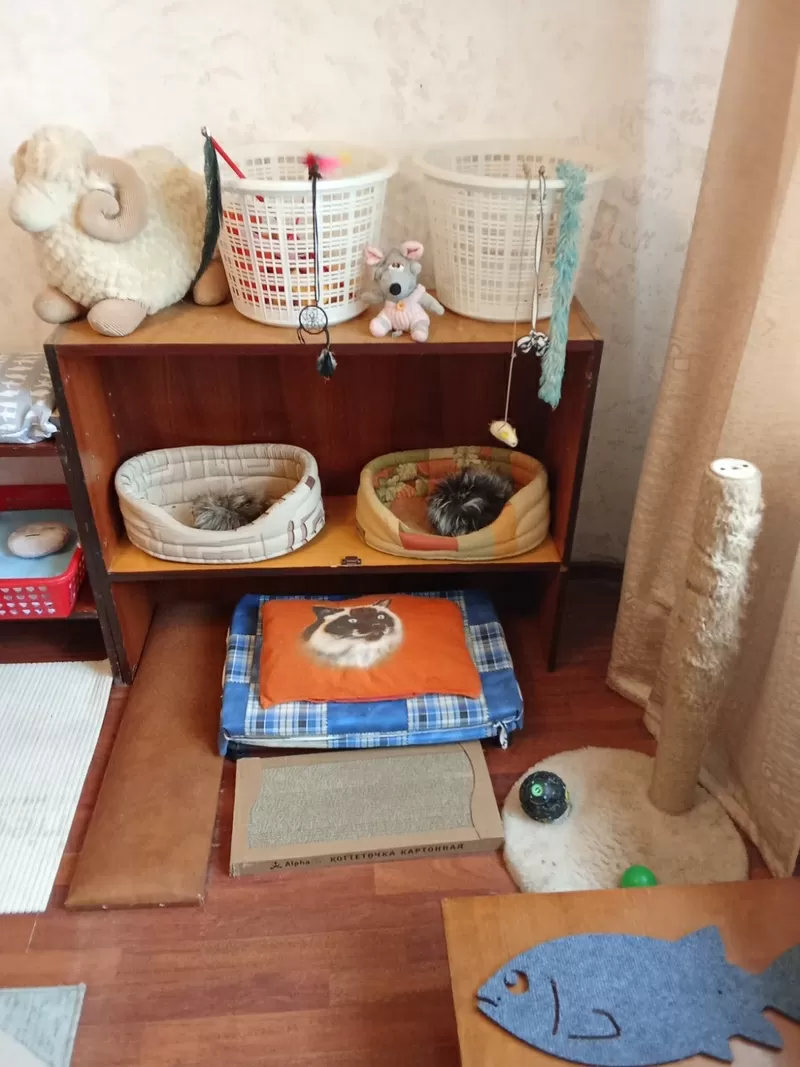 Домашняя передержка для котов 2