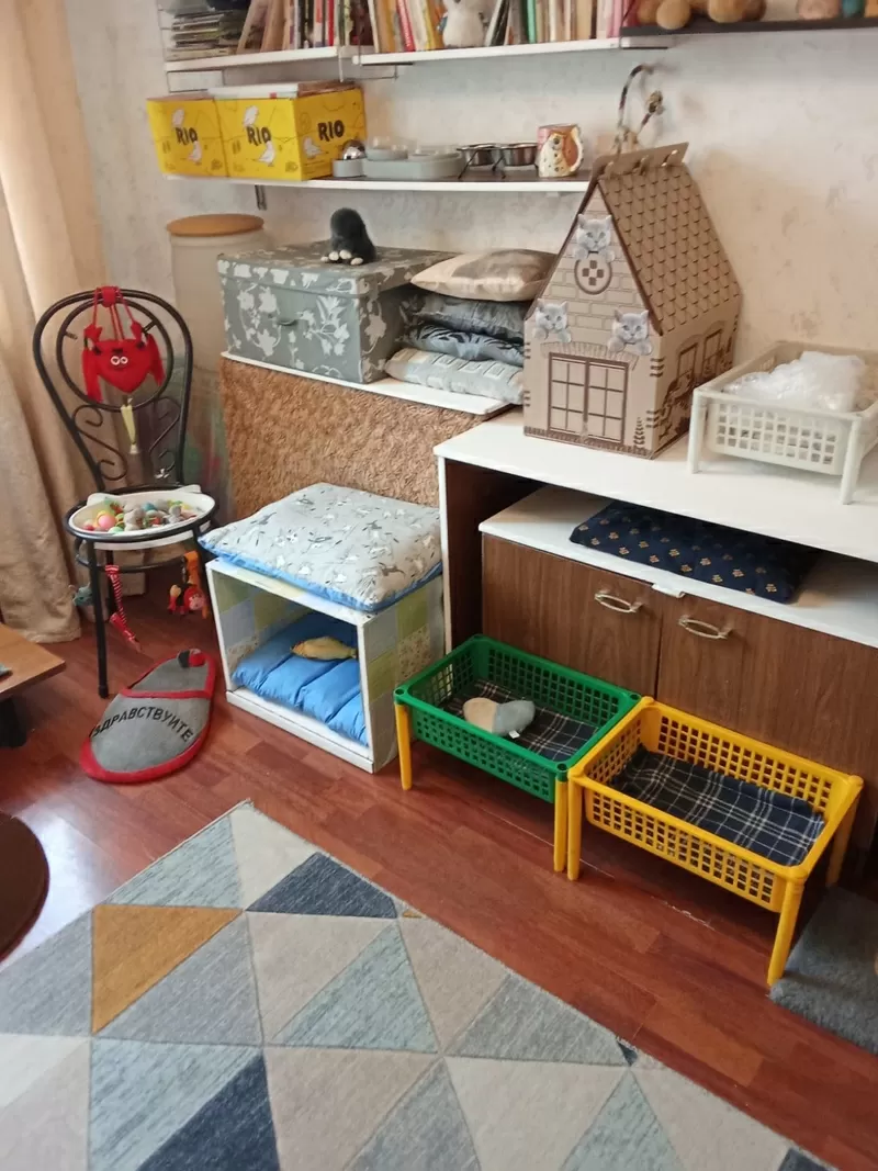 Домашняя передержка для котов 4