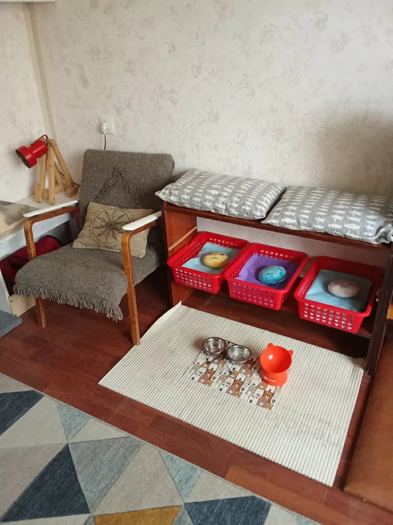 Домашняя передержка для котов 5