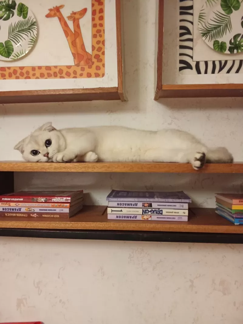 Домашняя передержка для котов 6