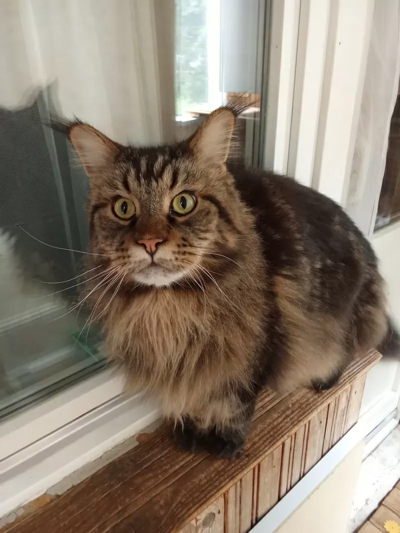 Домашняя передержка для котов 7