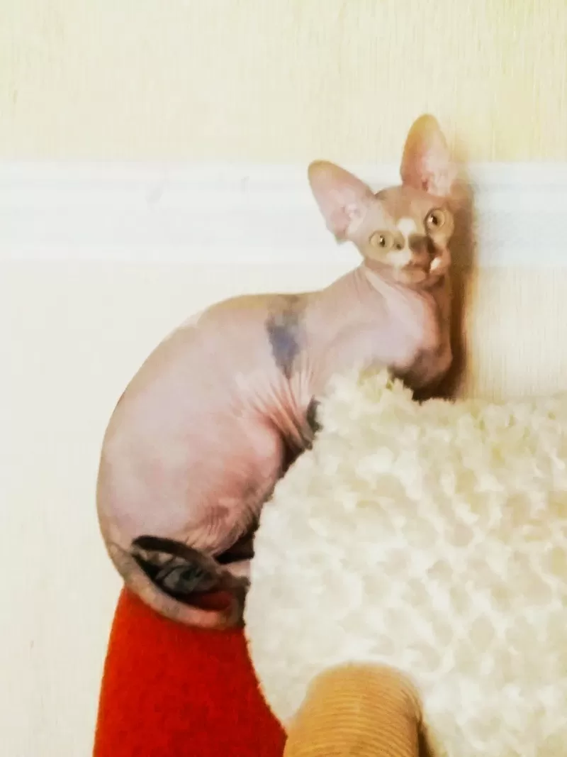 Домашняя передержка для котов 8