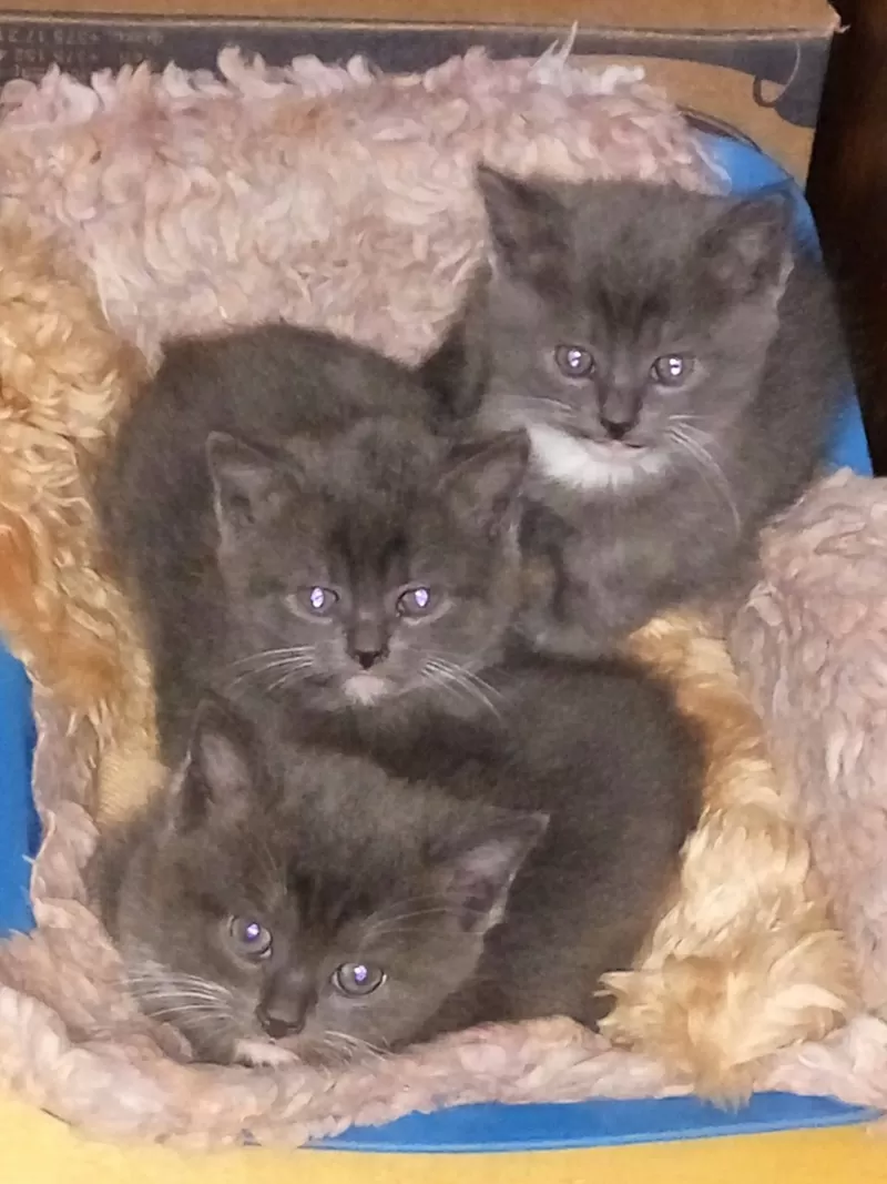 Домашняя передержка для котов 9