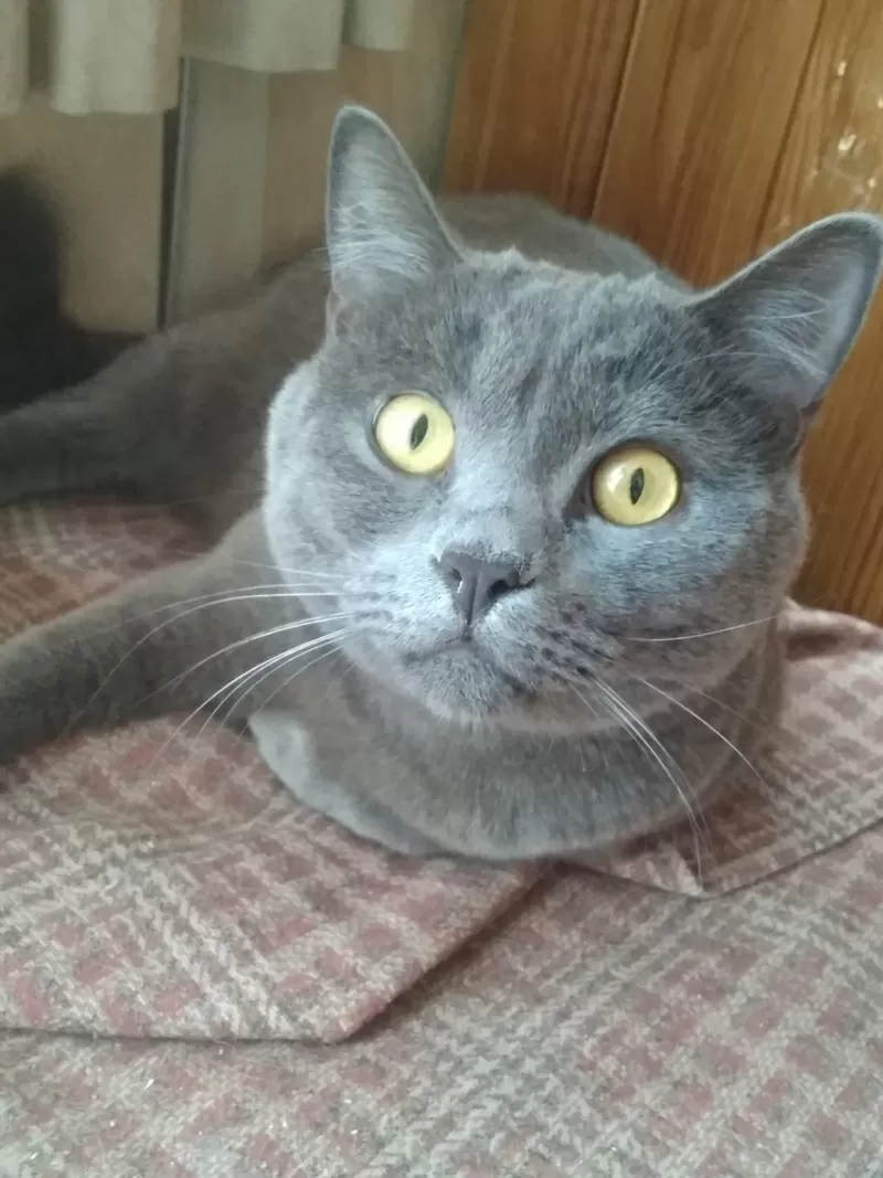 Домашняя передержка для котов 10