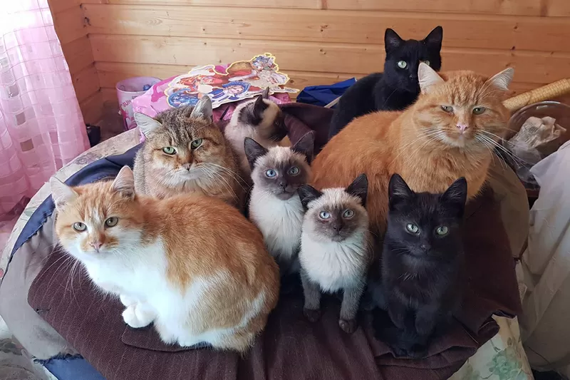 Котики очень срочно ищут дом