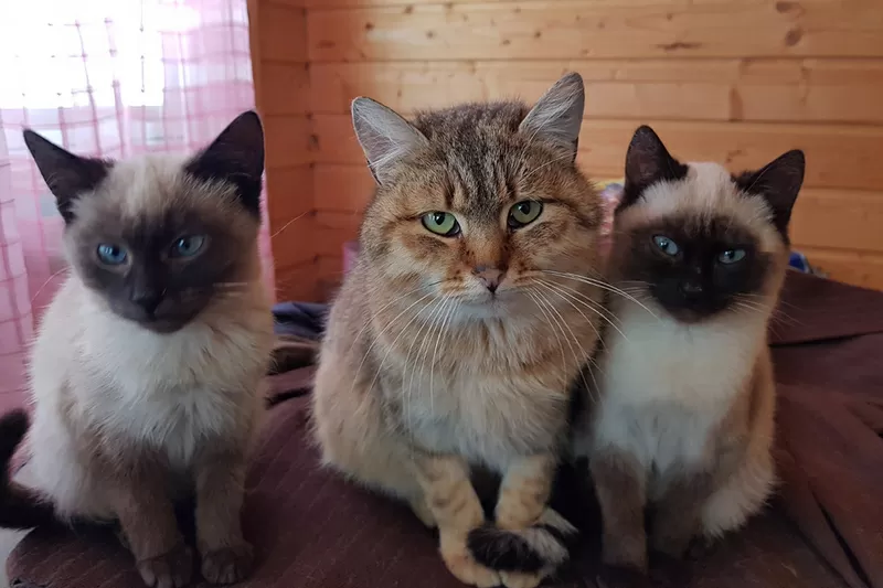 Котики очень срочно ищут дом 2