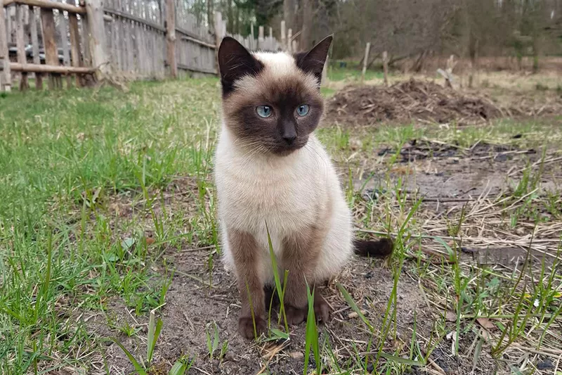 Котики очень срочно ищут дом 3