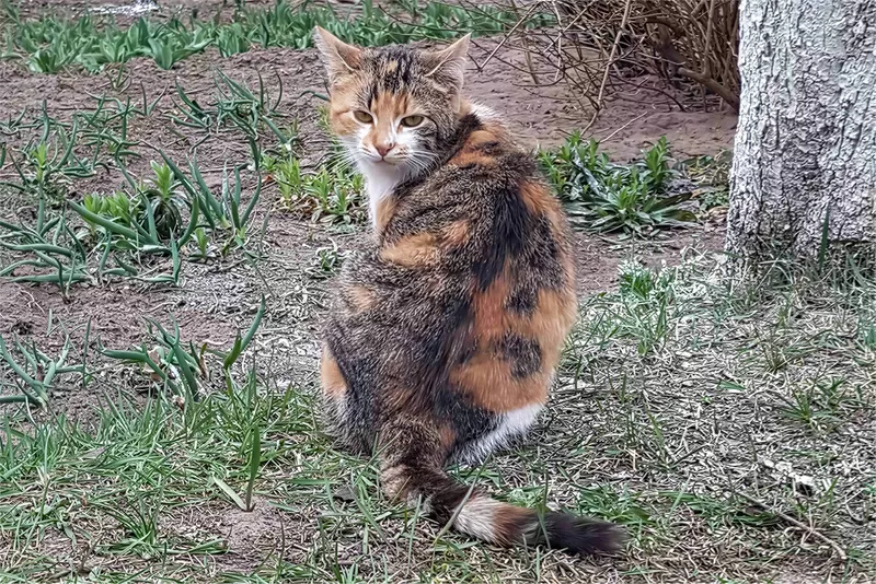 Котики очень срочно ищут дом 4
