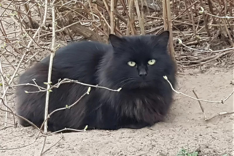 Котики очень срочно ищут дом 5