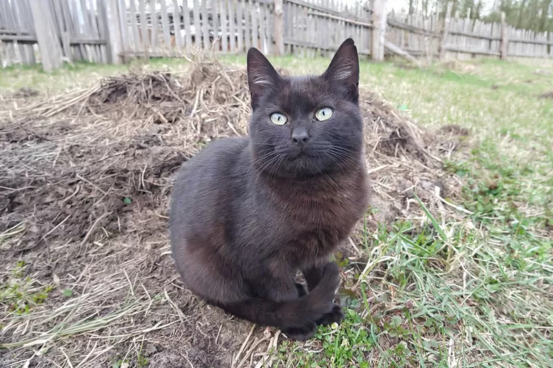 Котики очень срочно ищут дом 6
