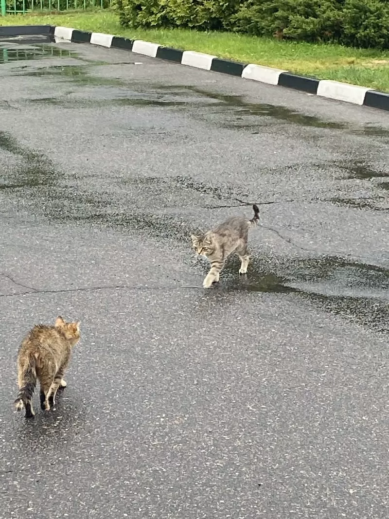 Коты на заправке! Срочно нужна помощь котам! Сос!