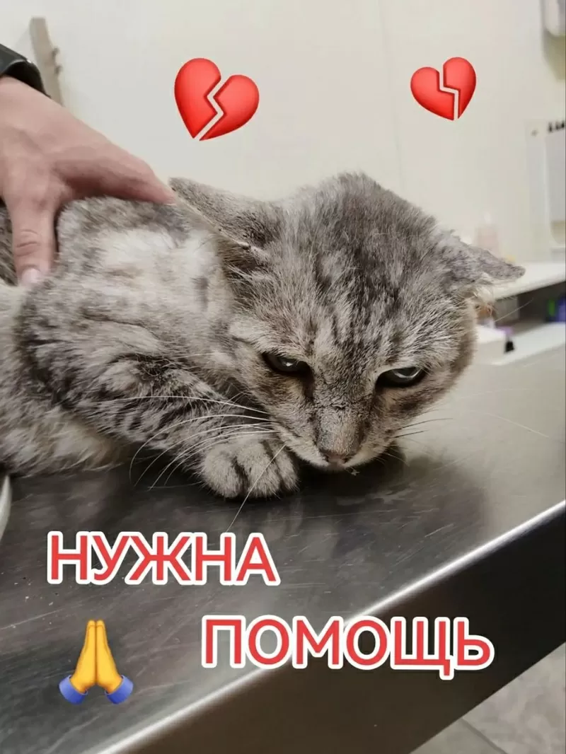 Приюту СРОЧНО нужна помощь!