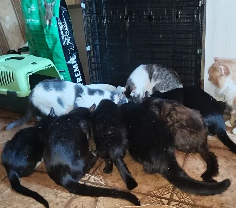 Приюту СРОЧНО нужна помощь! 3