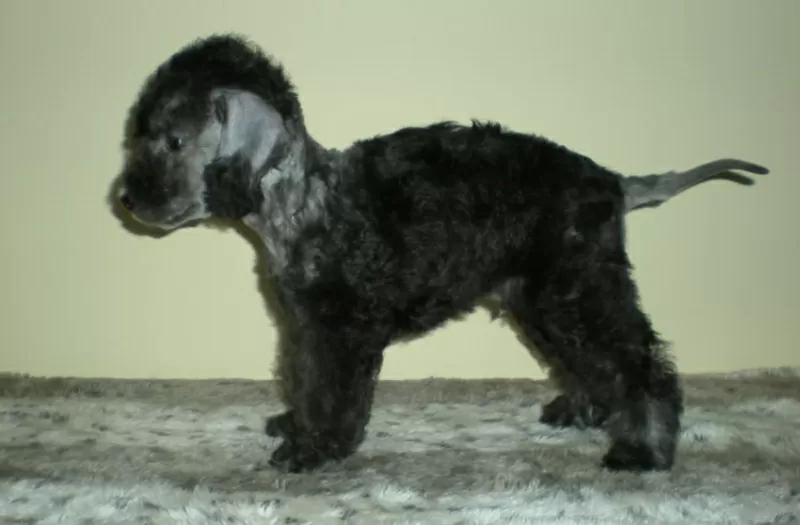 Bedlington Terrier щенки